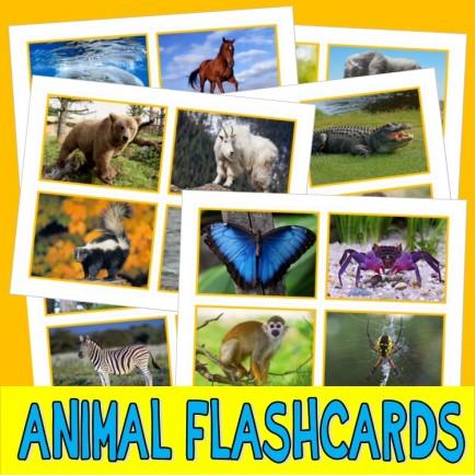 ANIMALS PHOTO FLASHCARDS zoology autism aba speech therapy pecs card activity